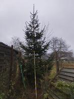 Gratis 5 meter hoge kerstspar kerstboom, Tuin en Terras, Planten | Bomen, Ophalen, Volle zon, Overige soorten, 400 cm of meer