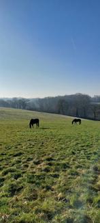 paardenopfok frankrijk, Dieren en Toebehoren, Stalling en Weidegang, Weidegang, 4 paarden of pony's of meer