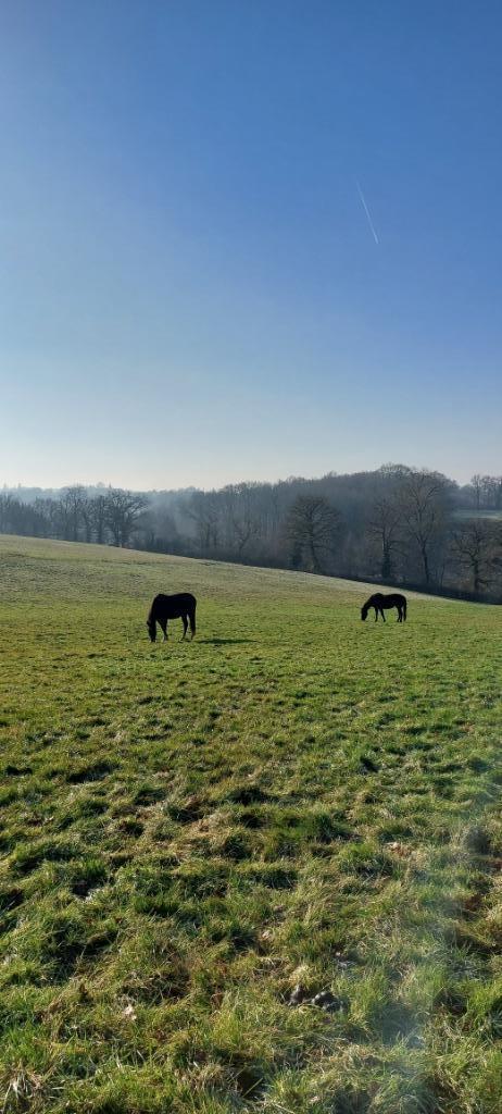 paardenopfok frankrijk, Dieren en Toebehoren, Stalling en Weidegang, Opfok, Stalling, Weidegang, 4 paarden of pony's of meer