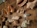 Groot lot schelpen, Dieren en Toebehoren, Insecten en Spinnen