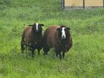 Zwartbles schapen, Dieren en Toebehoren, Schaap, Vrouwelijk, 0 tot 2 jaar