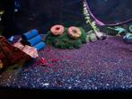 Neocaridina sakura red (rode garnalen)