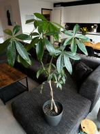 Pachira Aquatica met bloempot, Ophalen