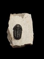 Trilobiet proetus 6 cm x 2,5 cm., Verzamelen, Ophalen of Verzenden, Fossiel