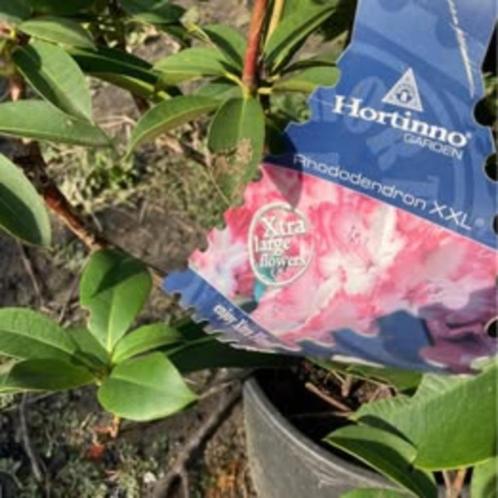 Rhododendron XXL, Tuin en Terras, Planten | Tuinplanten, Vaste plant, Winter, Ophalen
