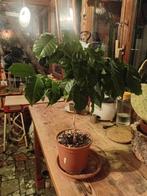 Caféier, Maison & Meubles, Plantes d'intérieur, Enlèvement, Autres espèces, En pot