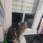 Kat van 1 jaar oud om te geven tegen goede verzorging, Kat