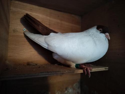 Helmduif uit oekraine, Dieren en Toebehoren, Vogels | Duiven, Tuimelaar of Roller, Mannelijk