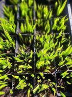 Startende palmboomjes winterhard +/-20 per pot, 0,5 eur stuk, Ophalen, Vaste plant, Overige soorten