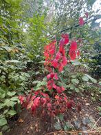 Parrotia persica, Tuin en Terras, Ophalen, Zomer