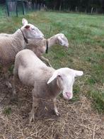 ramlam, Dieren en Toebehoren, Mannelijk, Schaap, 0 tot 2 jaar