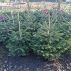 kerstbomen nordmann potgekweekt, Tuin en Terras, Ophalen