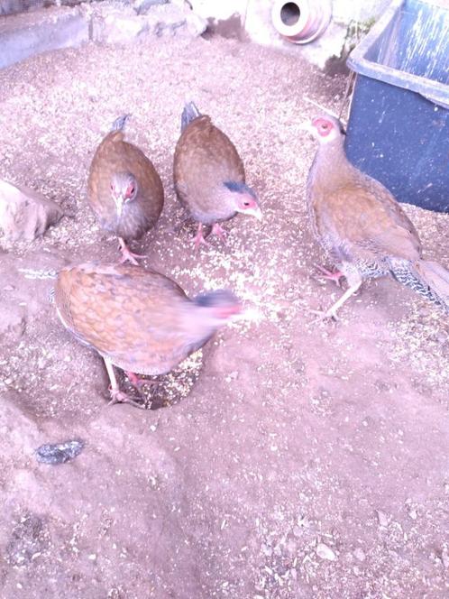Vrouwelijke zilverfazanten, Dieren en Toebehoren, Vogels | Overige Vogels, Tropenvogel, Vrouwelijk, Tam, Geringd