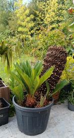 Cycas revoluta, Ophalen