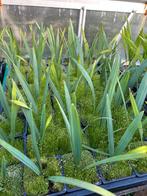Sabal Minor zaailingen (3 bladeren), Tuin en Terras, Verzenden, Vaste plant, Overige soorten, Volle zon