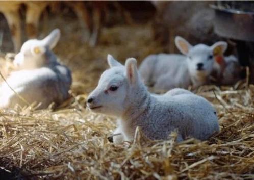 À la recherche d'une bouteille d'agneaux, Animaux & Accessoires, Moutons, Chèvres & Cochons