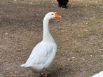 Witte man boerengans, Dieren en Toebehoren, Pluimvee, Mannelijk, Gans of Zwaan