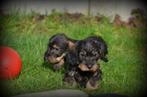 Ruwharige Teckel pups, Dieren en Toebehoren, België, CDV (hondenziekte), 8 tot 15 weken, Dwerg