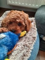 Dwergpoedel puppy, Dieren en Toebehoren, Poedel, België, Fokker | Hobbymatig, 8 tot 15 weken