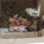 kakarikis voor handopfok, Dieren en Toebehoren