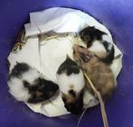 Syrische hamsters 5 weken op 21.10.2025, Dieren en Toebehoren, Knaagdieren, September, Meerdere dieren, Hamster