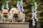 Dwergkeesjes, Pomeranian pups, Belgisch fokker, Dieren en Toebehoren, Honden | Poolhonden, Keeshonden en Oertypen, België, Keeshond