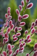 Salex gracillistyle Mout Aso, Tuin en Terras, Planten | Struiken en Hagen, Ophalen of Verzenden, Struik