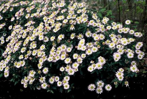 Aster 'Asmo' of herfstaster., Jardin & Terrasse, Plantes | Jardin, Plante fixe, Enlèvement