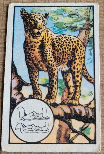 Verzamelprentje: reeks Zoologie (Kwatta), Enlèvement ou Envoi, Utilisé, Animal, Gravure