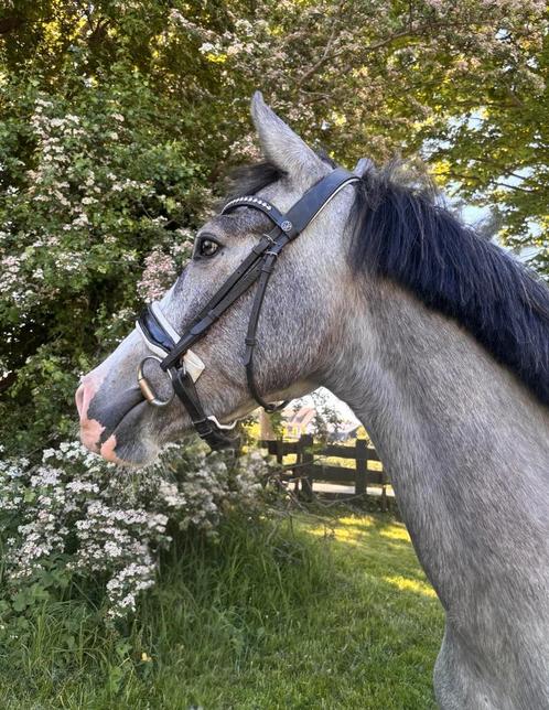 WOW! Aparte Ruin met een leuk karakter, een uit duizenden!, Dieren en Toebehoren, Paarden, Ruin, Onbeleerd, Minder dan 160 cm