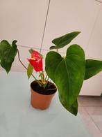 Anthurium, Ophalen