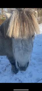 Schimmel hengst pony, Dieren en Toebehoren, Paarden en Pony's | Dekhengsten en Fokmerries, Hengst