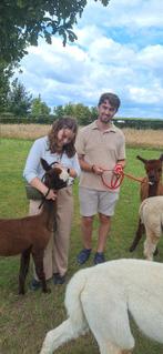 Étalon alpaga qui marche Rocco, Mai, Mâle