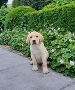 labrador pups blond, Dieren en Toebehoren, Honden | Retrievers, Spaniëls en Waterhonden, België, CDV (hondenziekte), 8 tot 15 weken