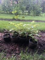 Goed gewortelde frambozen plantjes, Tuin en Terras, Planten | Fruitbomen, Volle zon, 100 tot 250 cm, Ophalen, In pot