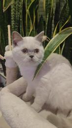 Britse korthaar, Dieren en Toebehoren, Poes, Gechipt, 0 tot 2 jaar
