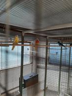 Neofaemas, Dieren en Toebehoren, Vogels | Parkieten en Papegaaien