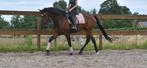 Superbrave prachtige Portugese ruin, Gechipt, Ruin, 3 tot 6 jaar, L
