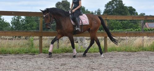 Superbrave prachtige Portugese ruin, Dieren en Toebehoren, Paarden, Ruin, L, 160 tot 165 cm, 3 tot 6 jaar, Recreatiepaard, Gechipt