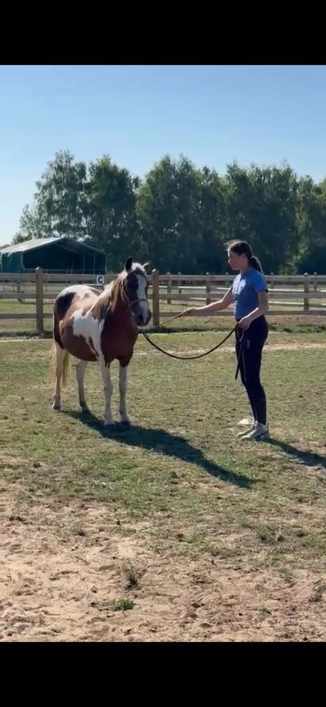 Cpony merrie, Dieren en Toebehoren, Paarden en Pony's | Dekhengsten en Fokmerries, Merrie