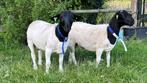 Agneaux Dorper ram à vendre, Animaux & Accessoires, Moutons, Chèvres & Cochons, Mouton