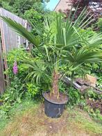 palmbomen - vaderdag cadeau, Tuin en Terras, 100 tot 250 cm, Zomer, Palmboom, Ophalen