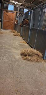 Lege paardenstallen ( Lebbeke, oost vlaanderen ), Dieren en Toebehoren