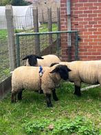 Suffolk dekram, Mannelijk, Schaap, 0 tot 2 jaar