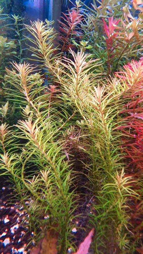 Plantenpakket aquarium., Dieren en Toebehoren, Vissen | Aquaria en Toebehoren, Ophalen of Verzenden