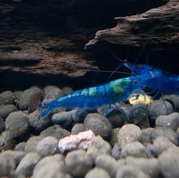 Blauwe Neocaridina Garnalen - blue dream beschikbaar voor biedingen