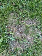 Lasius Flavus kolonie in buis (gele wiedemier), Dieren en Toebehoren, Insecten en Spinnen, Mieren
