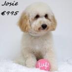 Maltipoo (Prachtige kleuren) pups te koop, Dieren en Toebehoren, Honden | Chihuahua's en Gezelschapshonden, 15 weken tot 1 jaar