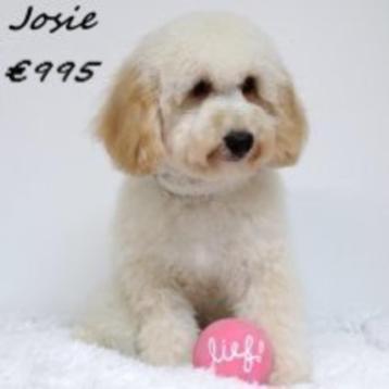 Maltipoo (Prachtige kleuren) pups te koop beschikbaar voor biedingen