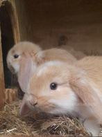 Raszuivere Franse hangoor konijnen in div kleuren mignon feh, Dieren en Toebehoren, Konijnen, Meerdere dieren, Groot, Hangoor